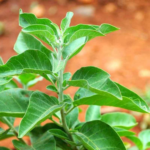 ashwagandha ayurveda herb for thyroid